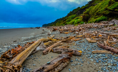 Trunks of fallen trees at low tide on the Pacific Ocean in Olympic, National Park, Washington
