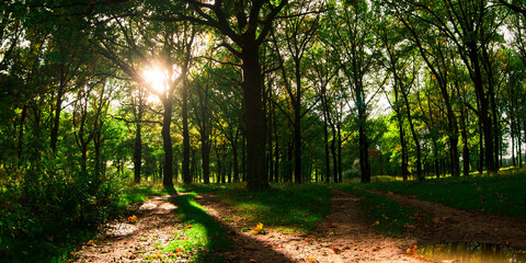 Fototapeta premium path in the forest