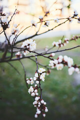 blooming tree