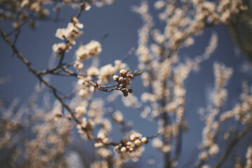 branches covered with snow