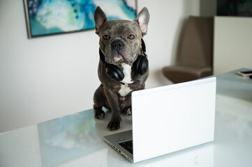 Office dog working in helpdesk and support hotline with notebook and headset