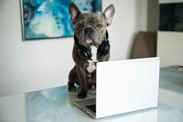 Office dog working in helpdesk and support hotline with notebook and headset