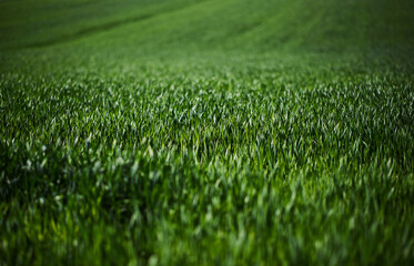 green grass field