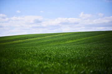 green grass and blue sky