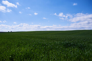 green field and blue sky