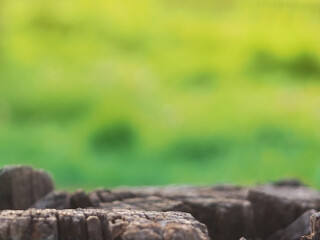 Tree trunk top for your decoration and spring landscape