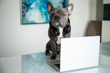 Office dog working in helpdesk and support hotline with notebook and headset