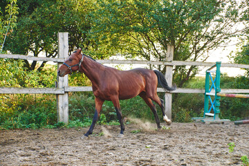 horse and foal