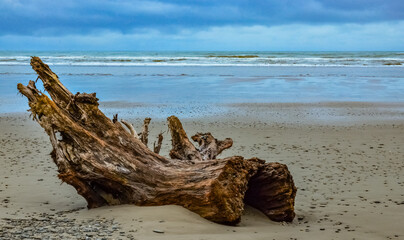 Trunks of fallen trees at low tide on the Pacific Ocean in Olympic, National Park, Washington