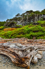Trunks of fallen trees at low tide on the Pacific Ocean in Olympic, National Park, Washington