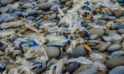 Blue jellyfish VELELLA sp., taken ashore by storm, on the shores of the Pacific Ocean in Olympic National Park, Washington