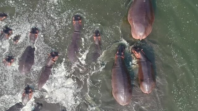 Looking down on a herd of hippopotamuses in water, hippos are moving through the water