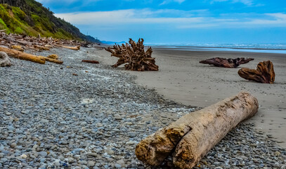 Trunks of fallen trees at low tide on the Pacific Ocean in Olympic, National Park, Washington