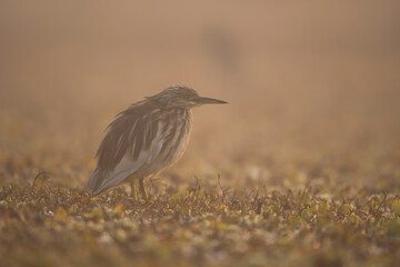 Indian pond heron closeup in morning 