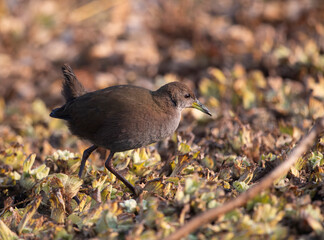 Brown crake (Amaurornis akool)