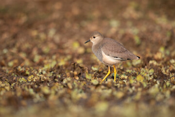 White tailed lapwing 