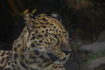 an African leopard roar leopard roar is lying in zoo. He is nervous.