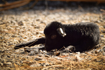 A black goat is lying in the farm. Breeding goats for the production of goat cheese.