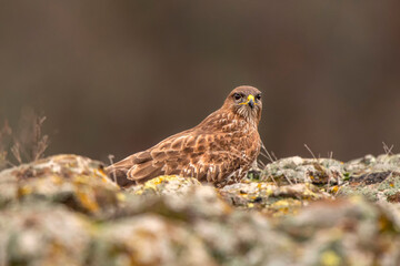 Buzzard in the nature