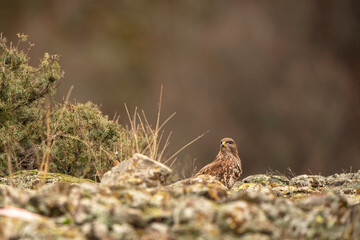 Buzzard in the nature