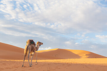 A lone dromedary camel (Camelus dromedarius) casts a long shadow at the desert sand dunes of Erg Chebbi near the village of Merzouga in southeastern Morocco.