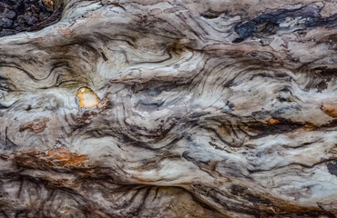 Patterns of layers of wood on dead pine trees on the shores of the Pacific Ocean in Olympic National Park, Washington