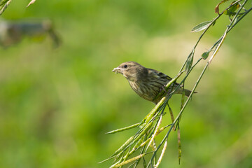 Yellow breasted greenfinch-Chloris spinoides feeding on mustard plant