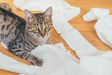 Cute cat playing with a roll of toilet paper, on a wooden background