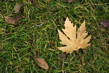 dry leaf on the ground in autumn, large dry leaves on the ground,
