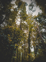 autumn in the forest