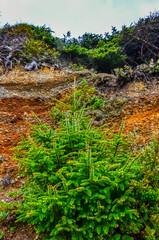 A young coniferous tree grows on the sand on the shores of the Pacific Ocean in Olympic National Park, Washington