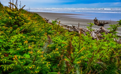 Fototapeta na wymiar Conifers and ferns on the Pacific Ocean in Olympic National Park, Washington, USA