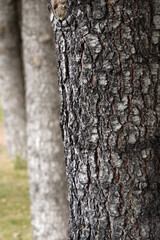 close-up thick pine trees, pine tree bark,