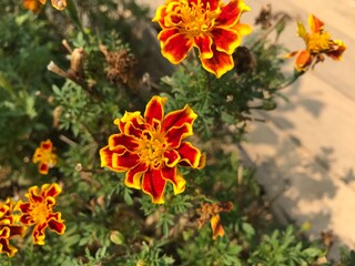Red flower at Na Ton Jun, SriSatChaNaLai, Sukhothai, Thailand.