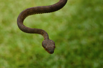 close up of a snake