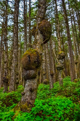 Old trees with outgrowths on trunks in the forest on the shores of the Pacific Ocean in Olympic National Park, Washington