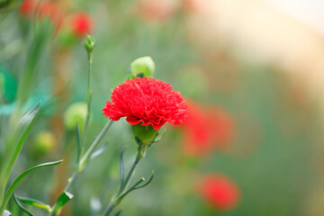 Carnations are in the greenhouse