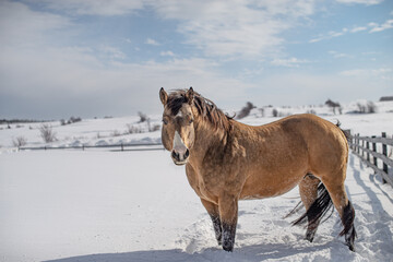 Beautiful large buckskin quarter horse stallion outside in winter snow filled paddock. 