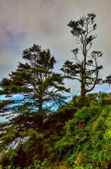 Tall conifers over the Pacific coast in Olympic National Park, Washington