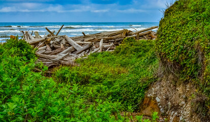 Fototapeta na wymiar Trunks of fallen trees at low tide on the Pacific Ocean in Olympic, National Park
