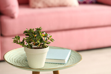 Beautiful potted Goldfish plant on table indoors. Space for text