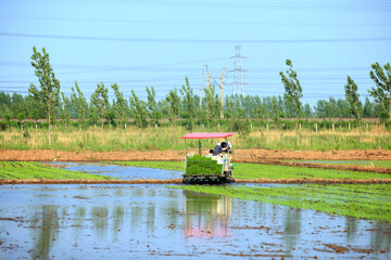 Fototapeta premium Farmers planting rice in field by using rice planting machine.