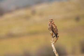 Buzzard in the nature