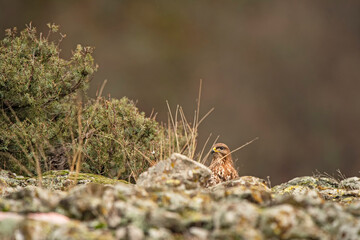Buzzard in the nature