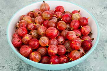 Ripe red sweet gooseberries, bio, gardening. Studio Photo