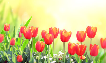 Tulips on sunny beautiful nature spring background