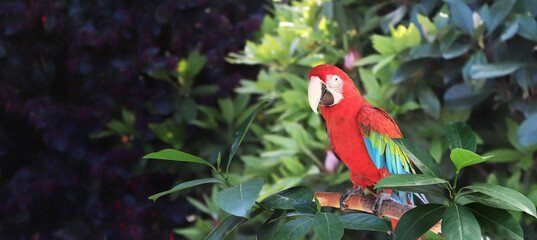 Beautiful colorful Ara macao parrot on a branch in a rainforest