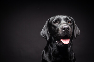 Fototapeta na wymiar Portrait of a Labrador Retriever dog on an isolated black background.