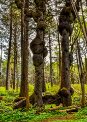 Old trees with outgrowths on trunks in the forest on the shores of the Pacific Ocean in Olympic National Park, Washington