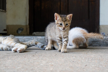 Beautiful little kittens playing with their cat mother